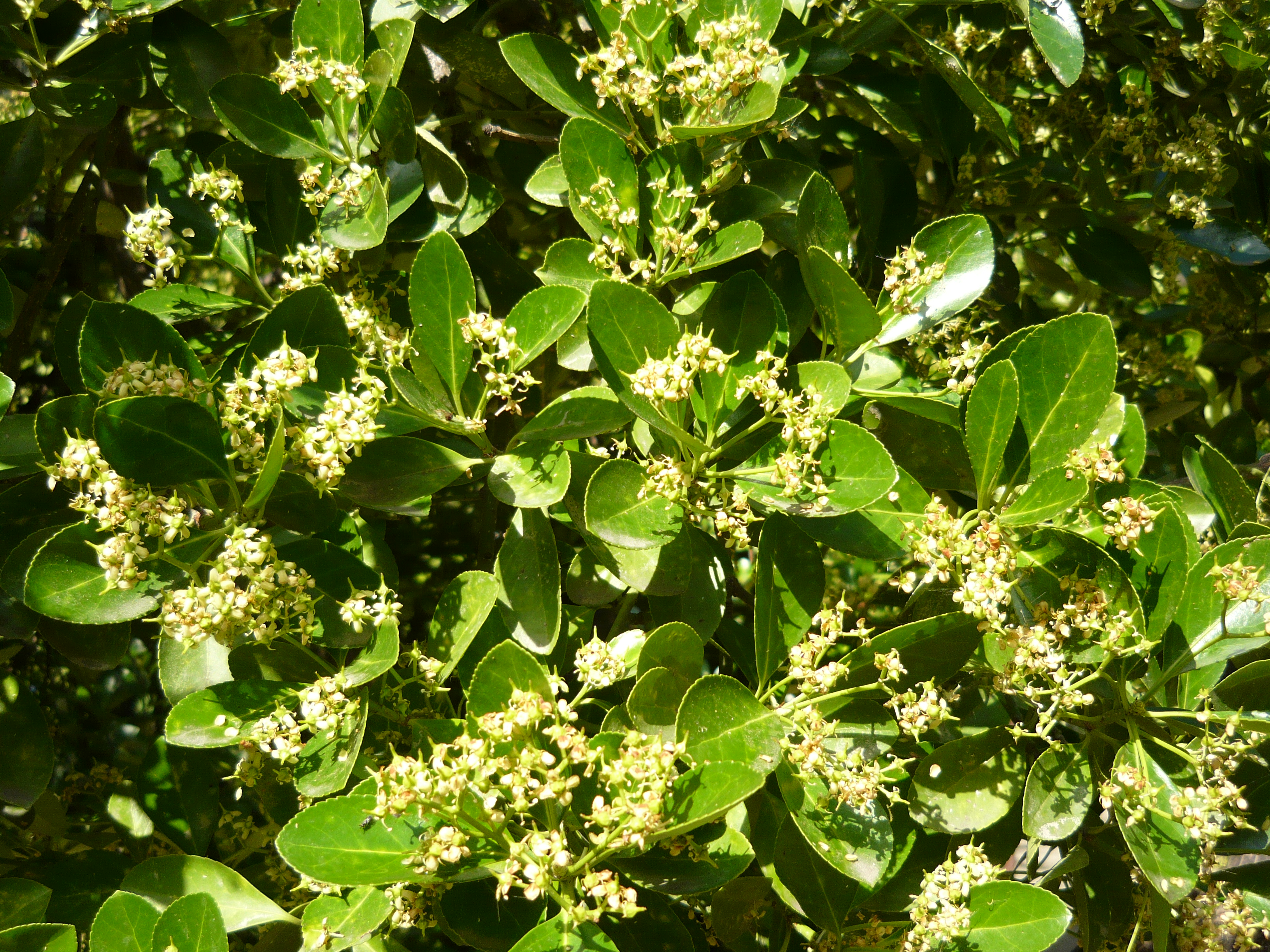 Font: Wikipedia - Creative Commons