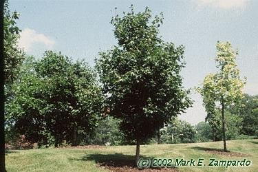 © The University of Arizona Campus Arboretum, http://arboretum.arizona.edu/