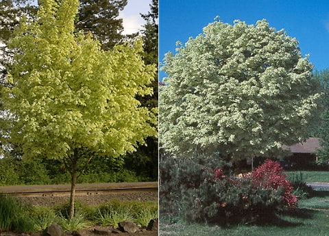 © Pat Breen, Department of Horticulture, Oregon State University, http://oregonstate.edu/dept/ldplants/index.htm