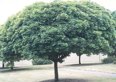 © Pat Breen, Department of Horticulture, Oregon State University, http://oregonstate.edu/dept/ldplants/index.htm