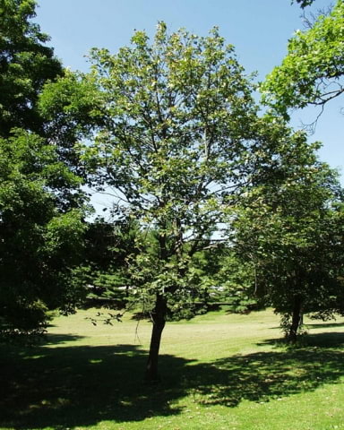 © UFEI, Urban Forest Ecosystem Institute, College of Agriculture at California Polytechnic State University, USA http://selectree.calpoly.edu/