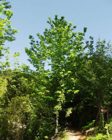 © UFEI, Urban Forest Ecosystem Institute, College of Agriculture at California Polytechnic State University, USA http://selectree.calpoly.edu/