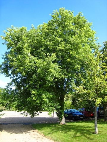 © Comunicación-Vegetal, S.L. http://www.comunicacionvegetal.com/disponibilidad-acer-saccharinum-pyramidale-arce-plateado_8_752_0.html