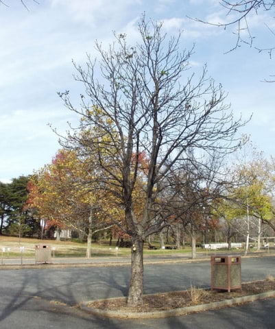© UFEI, Urban Forest Ecosystem Institute, College of Agriculture at California Polytechnic State University, USA http://selectree.calpoly.edu/