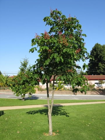 © UFEI, Urban Forest Ecosystem Institute, College of Agriculture at California Polytechnic State University, USA http://selectree.calpoly.edu/