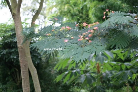 © Kwekerij PlantenTuin Esveld, www.esveld.nl