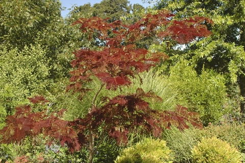 © Pat Breen, Department of Horticulture, Oregon State University, http://oregonstate.edu/dept/ldplants/index.htm