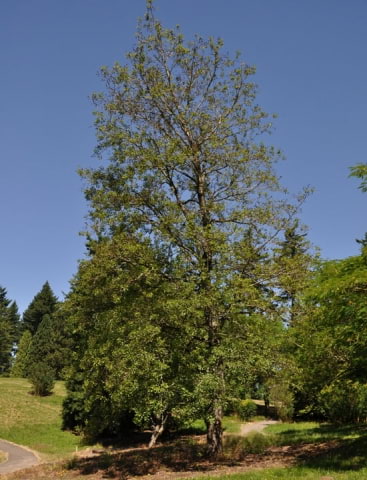 © UFEI, Urban Forest Ecosystem Institute, College of Agriculture at California Polytechnic State University, USA http://selectree.calpoly.edu/