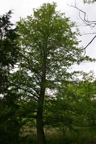 © UFEI, Urban Forest Ecosystem Institute, College of Agriculture at California Polytechnic State University, USA http://selectree.calpoly.edu/