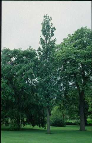 © Kwekerij PlantenTuin Esveld, www.esveld.nl