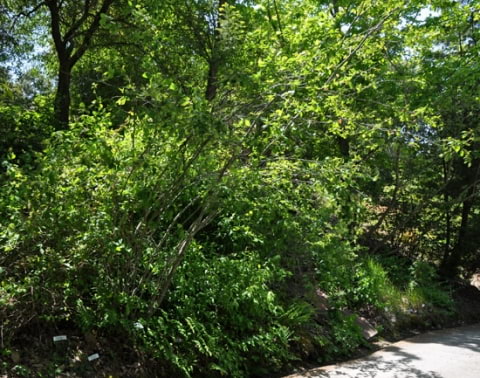 © UFEI, Urban Forest Ecosystem Institute, College of Agriculture at California Polytechnic State University, USA http://selectree.calpoly.edu/