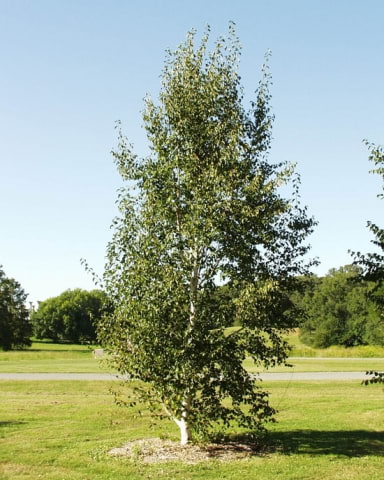© UFEI, Urban Forest Ecosystem Institute, College of Agriculture at California Polytechnic State University, USA http://selectree.calpoly.edu/