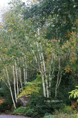 © Kwekerij PlantenTuin Esveld, www.esveld.nl