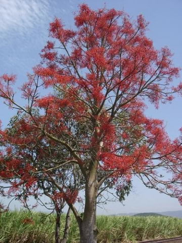 © Comunicación-Vegetal, S.L. http://www.comunicacionvegetal.com/disponibilidad-brachychiton-acerifolius-arbol-del-fuego-braquiquito-rojo-cepellon_79_727_13.html