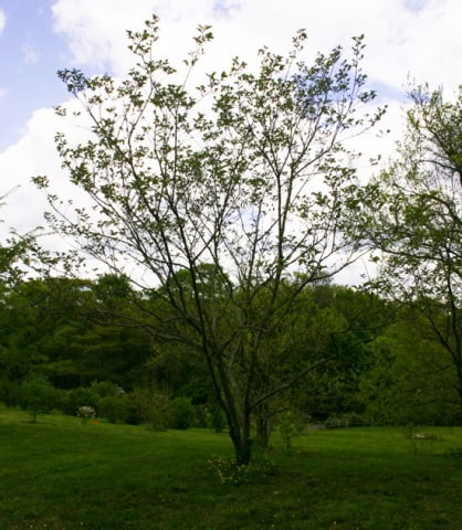 © UFEI, Urban Forest Ecosystem Institute, College of Agriculture at California Polytechnic State University, USA http://selectree.calpoly.edu/