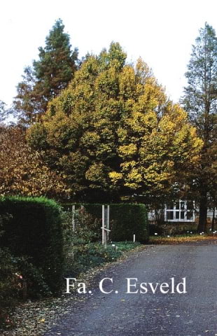 © Kwekerij PlantenTuin Esveld, www.esveld.nl