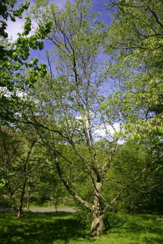 © UFEI, Urban Forest Ecosystem Institute, College of Agriculture at California Polytechnic State University, USA http://selectree.calpoly.edu/