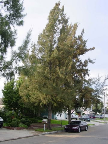 © UFEI, Urban Forest Ecosystem Institute, College of Agriculture at California Polytechnic State University, USA http://selectree.calpoly.edu/