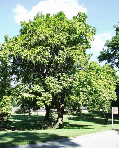 © UFEI, Urban Forest Ecosystem Institute, College of Agriculture at California Polytechnic State University, USA http://selectree.calpoly.edu/