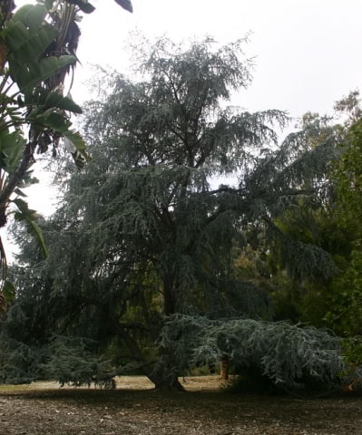 © UFEI, Urban Forest Ecosystem Institute, College of Agriculture at California Polytechnic State University, USA http://selectree.calpoly.edu/