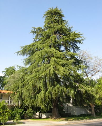 © UFEI, Urban Forest Ecosystem Institute, College of Agriculture at California Polytechnic State University, USA http://selectree.calpoly.edu/