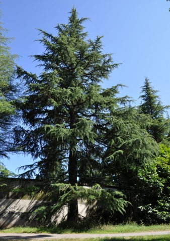 © UFEI, Urban Forest Ecosystem Institute, College of Agriculture at California Polytechnic State University, USA http://selectree.calpoly.edu/