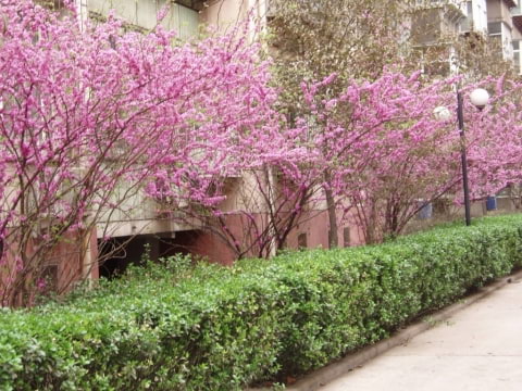 http://es.wikipedia.org/wiki/Archivo:CercisChinensisShrubs.jpg