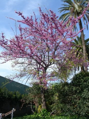 © Adriana Folch, Albert Mallol Anna Sais, Carlos gómez Gerard Carrión, Gerard Pie Joan Carles Gelabert, Josep Felip, Josep Mª Farrero, Pere Bartola, Rosa Cabarrocas i Salvador Soler, http://www.floracatalana.net