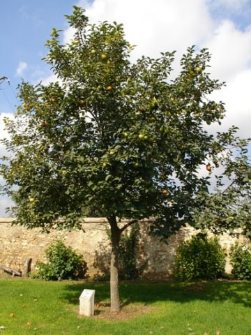 © Adriana Folch, Albert Mallol Anna Sais, Carlos gómez Gerard Carrión, Gerard Pie Joan Carles Gelabert, Josep Felip, Josep Mª Farrero, Pere Bartola, Rosa Cabarrocas i Salvador Soler, http://www.floracatalana.net