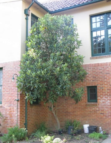 © UFEI, Urban Forest Ecosystem Institute, College of Agriculture at California Polytechnic State University, USA http://selectree.calpoly.edu/