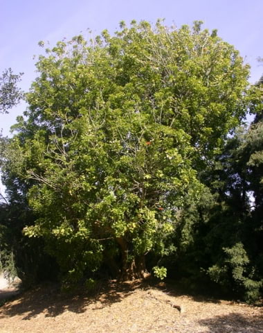 © UFEI, Urban Forest Ecosystem Institute, College of Agriculture at California Polytechnic State University, USA http://selectree.calpoly.edu/