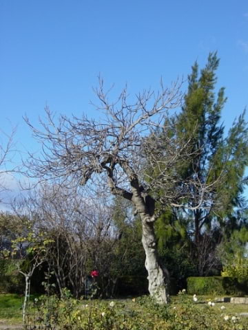 © Adriana Folch, Albert Mallol Anna Sais, Carlos gómez Gerard Carrión, Gerard Pie Joan Carles Gelabert, Josep Felip, Josep Mª Farrero, Pere Bartola, Rosa Cabarrocas i Salvador Soler, http://www.floracatalana.net