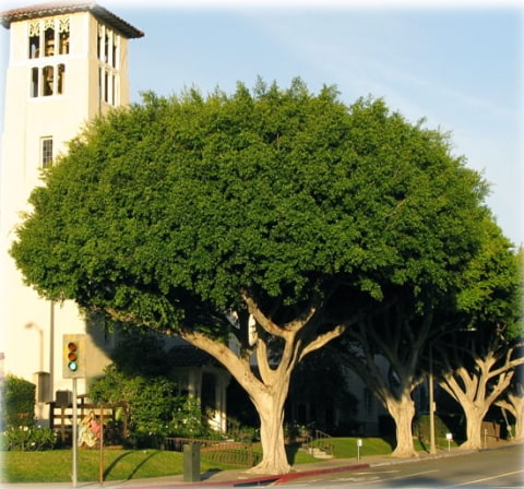 © UFEI, Urban Forest Ecosystem Institute, College of Agriculture at California Polytechnic State University, USA http://selectree.calpoly.edu/