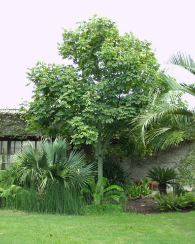 © UFEI, Urban Forest Ecosystem Institute, College of Agriculture at California Polytechnic State University, USA http://selectree.calpoly.edu/