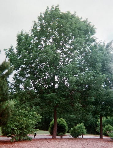 © UFEI, Urban Forest Ecosystem Institute, College of Agriculture at California Polytechnic State University, USA http://selectree.calpoly.edu/