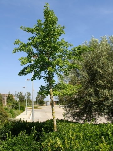 © Adriana Folch, Albert Mallol Anna Sais, Carlos gómez Gerard Carrión, Gerard Pie Joan Carles Gelabert, Josep Felip, Josep Mª Farrero, Pere Bartola, Rosa Cabarrocas i Salvador Soler, http://www.floracatalana.net