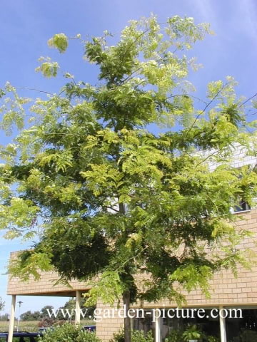 © Kwekerij PlantenTuin Esveld, www.esveld.nl