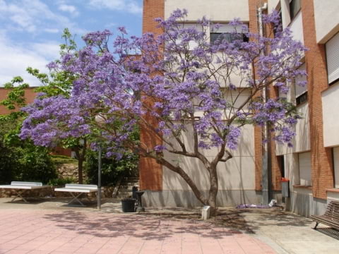 © Adriana Folch, Albert Mallol Anna Sais, Carlos gómez Gerard Carrión, Gerard Pie Joan Carles Gelabert, Josep Felip, Josep Mª Farrero, Pere Bartola, Rosa Cabarrocas i Salvador Soler, http://www.floracatalana.net