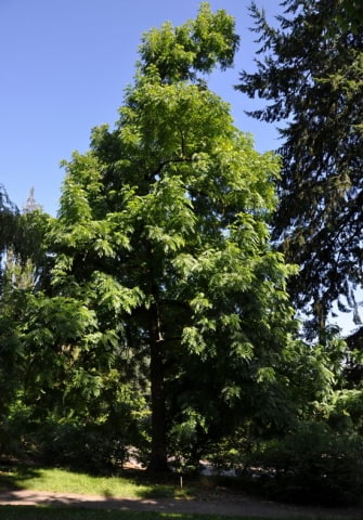 © UFEI, Urban Forest Ecosystem Institute, College of Agriculture at California Polytechnic State University, USA http://selectree.calpoly.edu/
