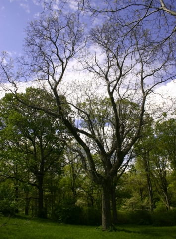 © UFEI, Urban Forest Ecosystem Institute, College of Agriculture at California Polytechnic State University, USA http://selectree.calpoly.edu/