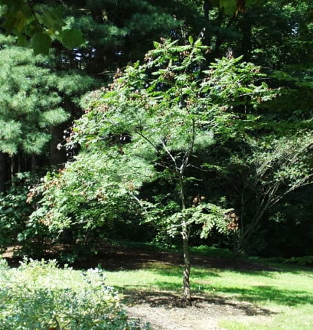 © UFEI, Urban Forest Ecosystem Institute, College of Agriculture at California Polytechnic State University, USA http://selectree.calpoly.edu/