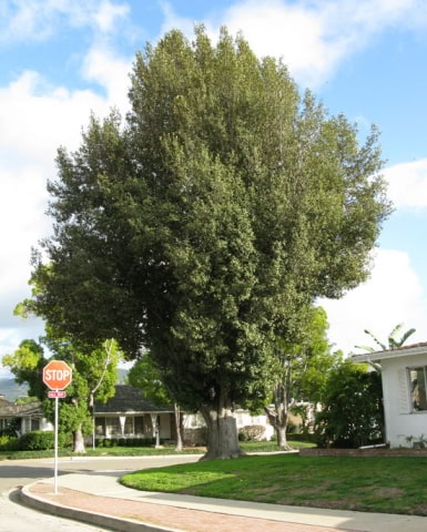 © UFEI, Urban Forest Ecosystem Institute, College of Agriculture at California Polytechnic State University, USA http://selectree.calpoly.edu/