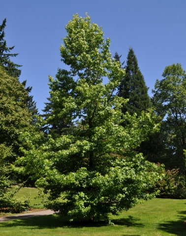 © UFEI, Urban Forest Ecosystem Institute, College of Agriculture at California Polytechnic State University, USA http://selectree.calpoly.edu/