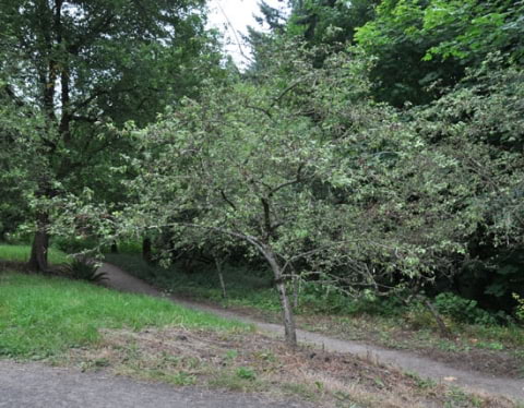 © UFEI, Urban Forest Ecosystem Institute, College of Agriculture at California Polytechnic State University, USA http://selectree.calpoly.edu/