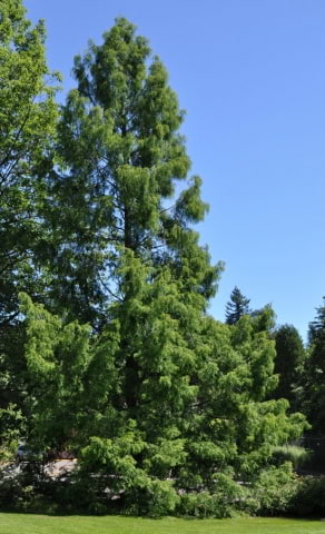 © UFEI, Urban Forest Ecosystem Institute, College of Agriculture at California Polytechnic State University, USA http://selectree.calpoly.edu/