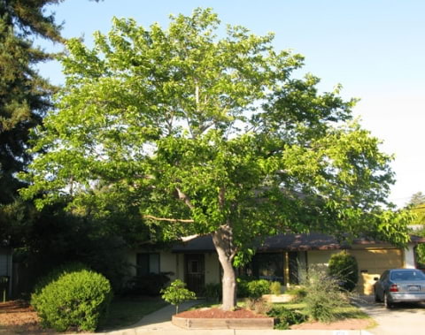 © UFEI, Urban Forest Ecosystem Institute, College of Agriculture at California Polytechnic State University, USA http://selectree.calpoly.edu/