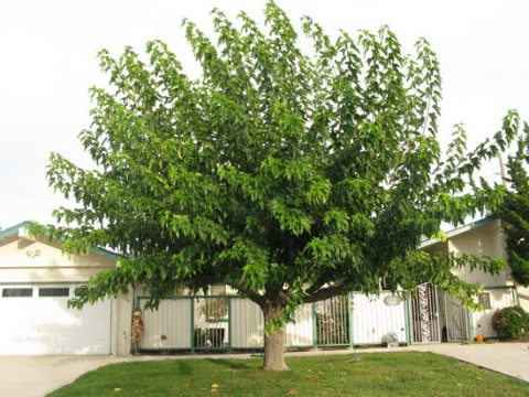 © UFEI, Urban Forest Ecosystem Institute, College of Agriculture at California Polytechnic State University, USA http://selectree.calpoly.edu/