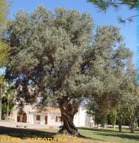 © Herbari virtual - Universitat Illes Balears - http://herbarivirtual.uib.es