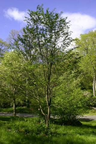 © UFEI, Urban Forest Ecosystem Institute, College of Agriculture at California Polytechnic State University, USA http://selectree.calpoly.edu/