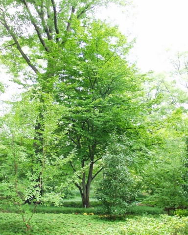 © UFEI, Urban Forest Ecosystem Institute, College of Agriculture at California Polytechnic State University, USA http://selectree.calpoly.edu/